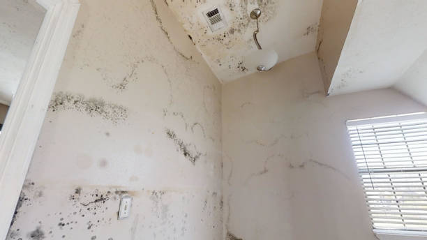 Best Crawl Space Mold Remediation  in Taft, FL