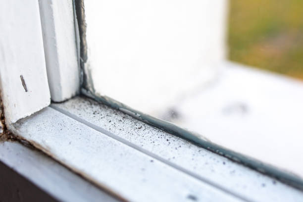Best Mold Damage Restoration  in Taft, FL