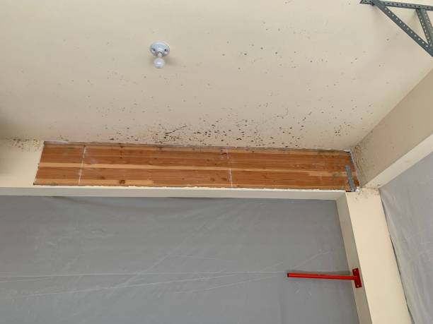 Best Mold Documentation for Insurance Claims  in Taft, FL