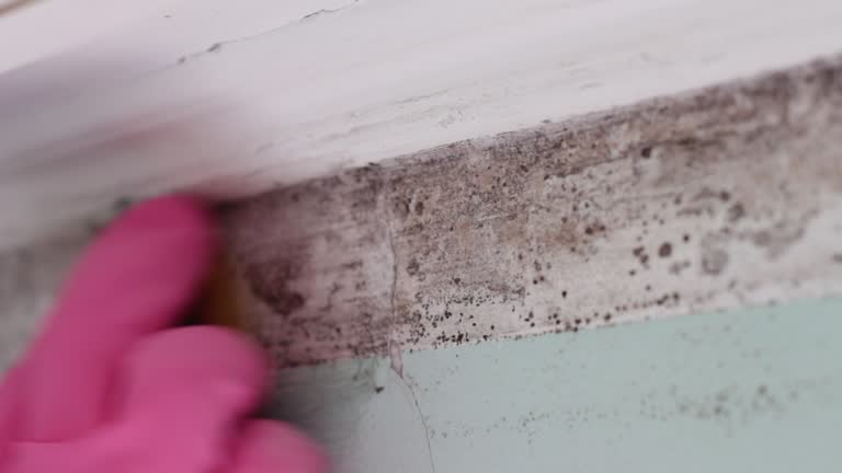 Best Basement Mold Removal  in Taft, FL